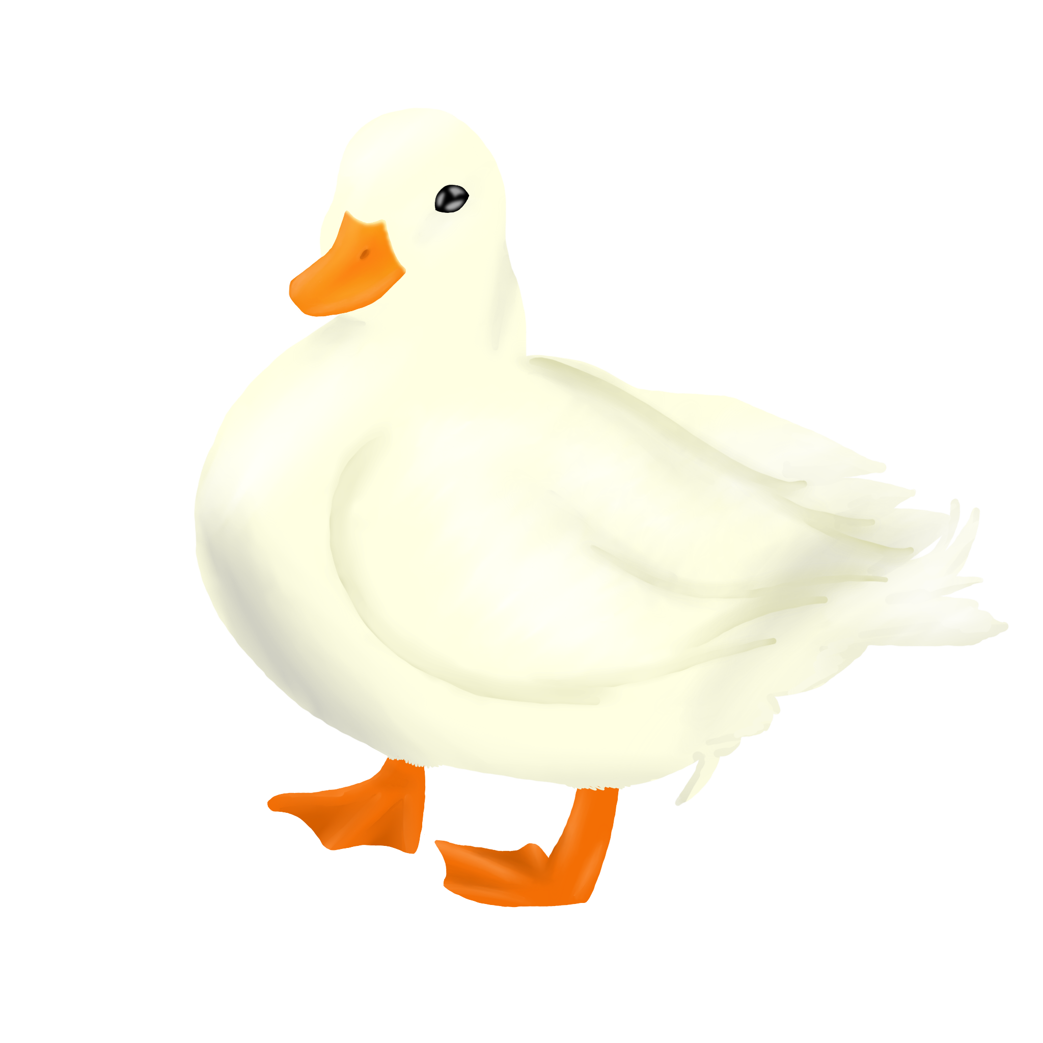 Painted Dwarf Duck Ducksweb Logo