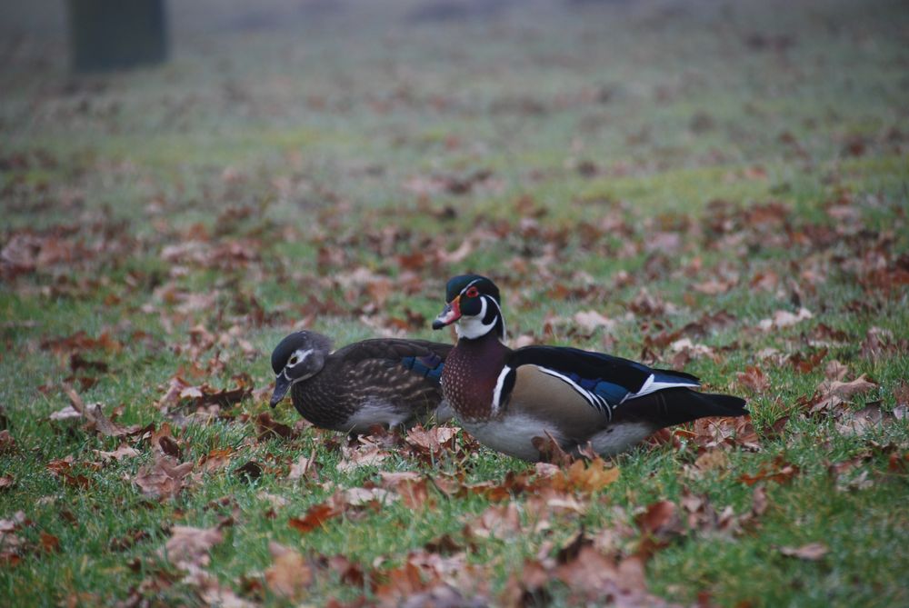 Brautenten auf der Wiese Ein Brautentenpaar auf einer Wiese